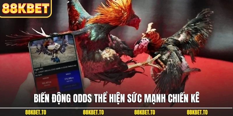 Biến động odds thể hiện sức mạnh chiến kê
