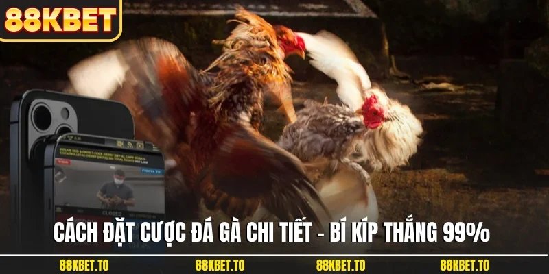 Cách đặt cược đá gà chi tiết