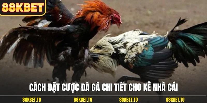 Cách đặt cược đá gà chi tiết cho kê nhà cái