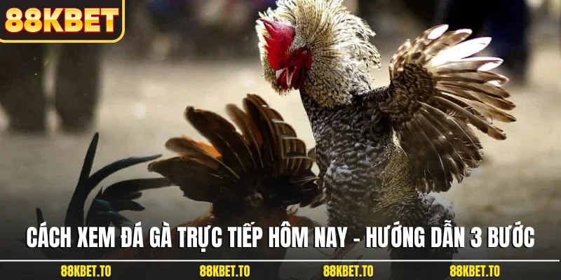 Cách xem đá gà trực tiếp hôm nay