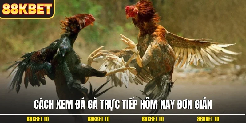Cách xem đá gà trực tiếp hôm nay đơn giản