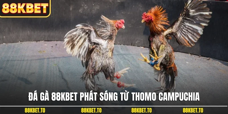 Đá gà 88KBET phát sóng từ Thomo Campuchia