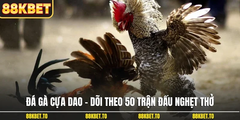 Đá gà cựa dao