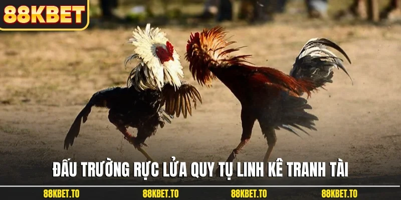 Đấu trường rực lửa quy tụ linh kê tranh tài