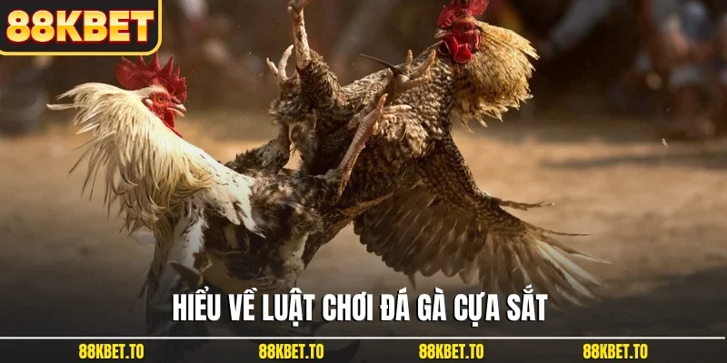 Hiểu về luật chơi đá gà cựa sắt