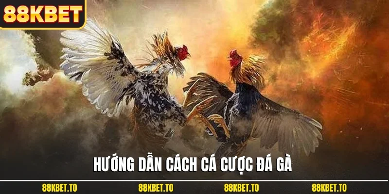 Hướng dẫn cách cá cược đá gà