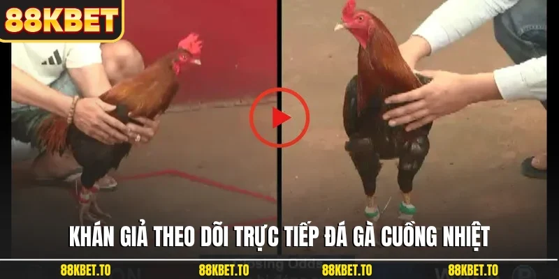 Khán giả theo dõi trực tiếp đá gà cuồng nhiệt