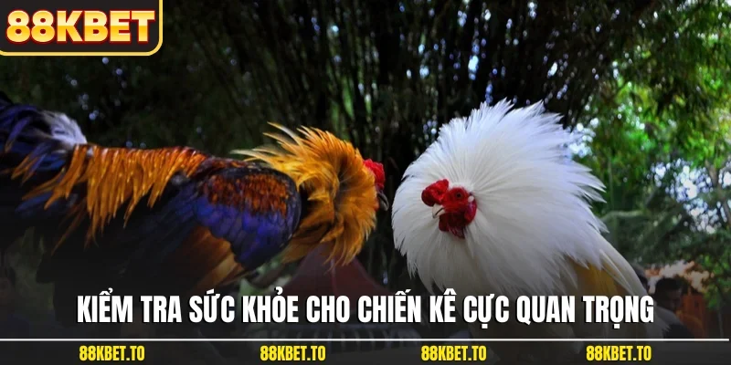Kiểm tra sức khỏe cho chiến kê cực quan trọng