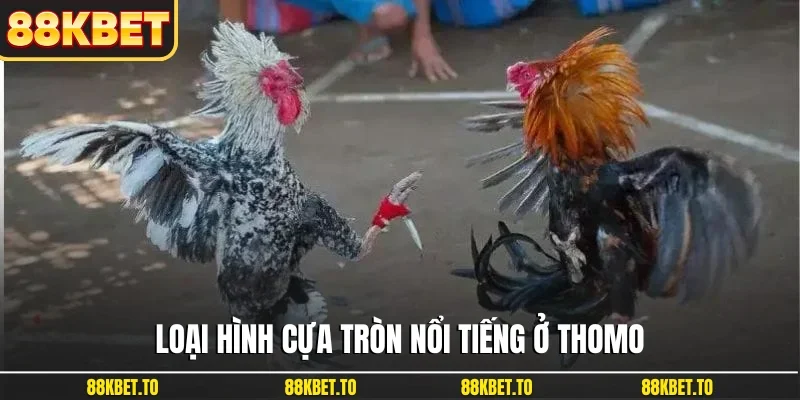 Loại hình cựa tròn nổi tiếng ở Thomo