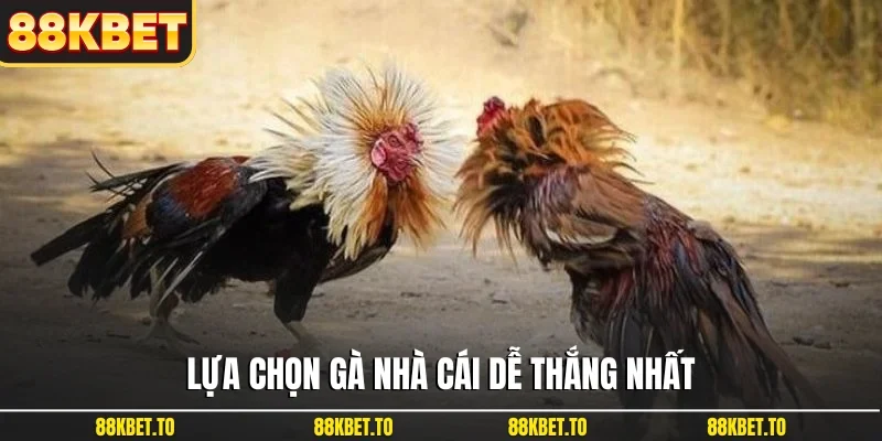 Lựa chọn gà nhà cái dễ thắng nhất