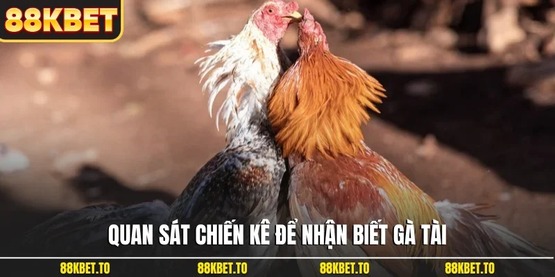 Quan sát chiến kê để nhận biết gà tài