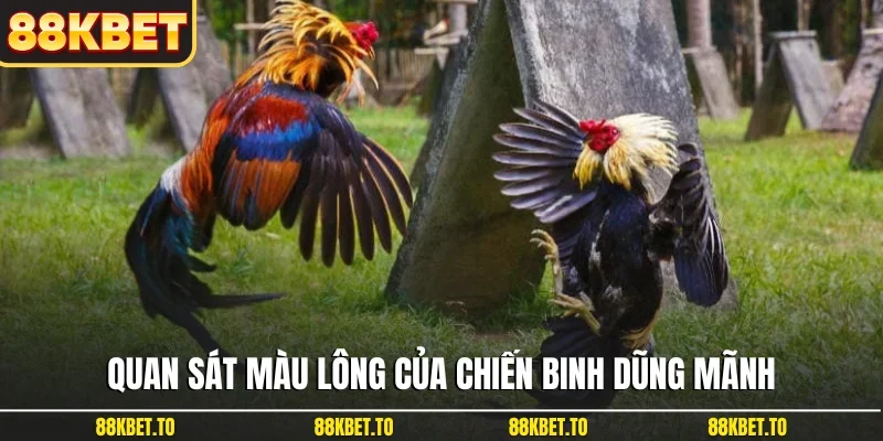 Quan sát màu lông của chiến binh dũng mãnh