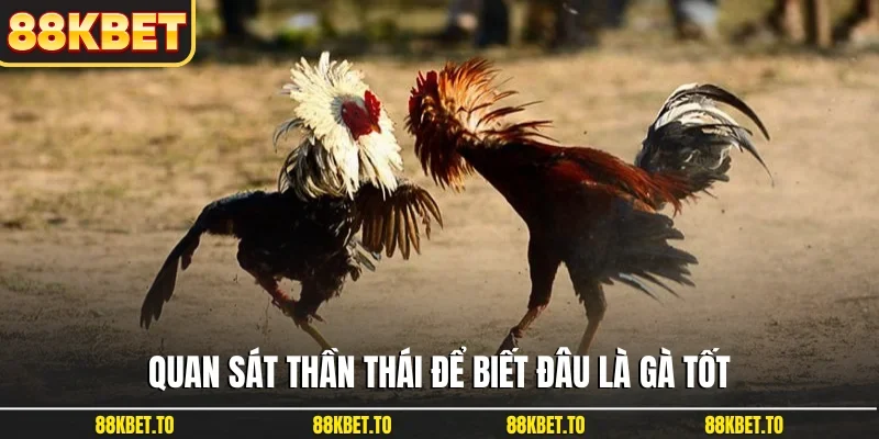 Quan sát thần thái để biết đâu là gà tốt