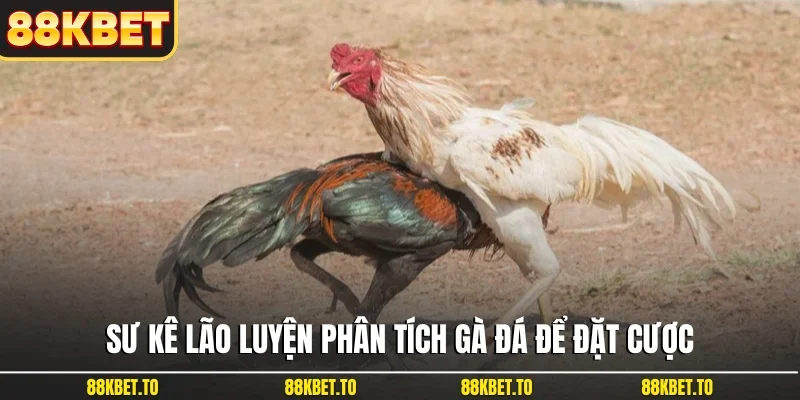 Sư kê lão luyện phân tích gà đá để đặt cược
