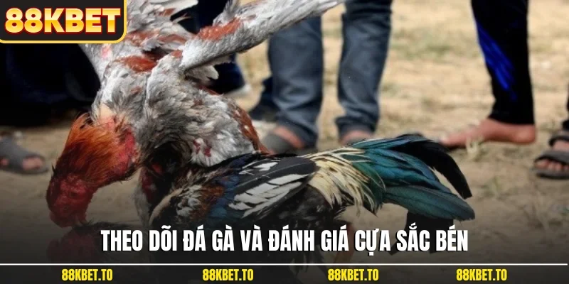 Theo dõi đá gà và đánh giá cựa sắc bén