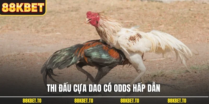 Thi đấu cựa dao có odds hấp dẫn