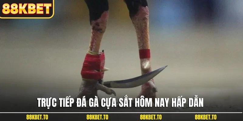 Trực tiếp đá gà cựa sắt hôm nay hấp dẫn