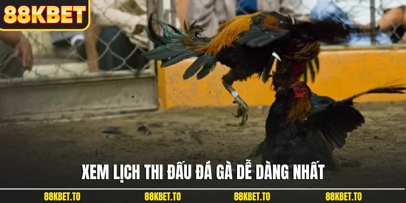 Xem lịch thi đấu đá gà dễ dàng nhất